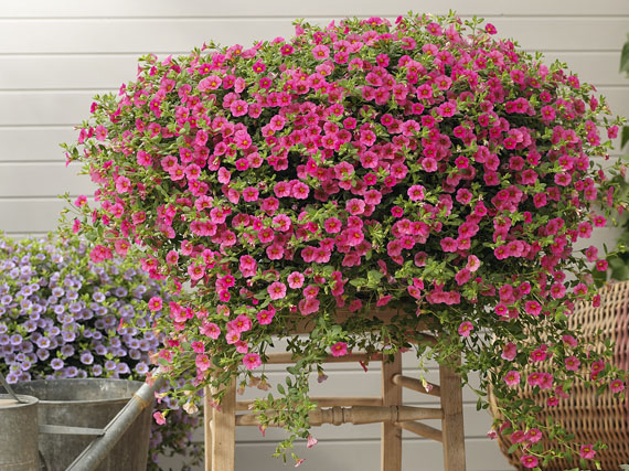 Calibrachoas y surfinias: las ‘otras’ petunias
